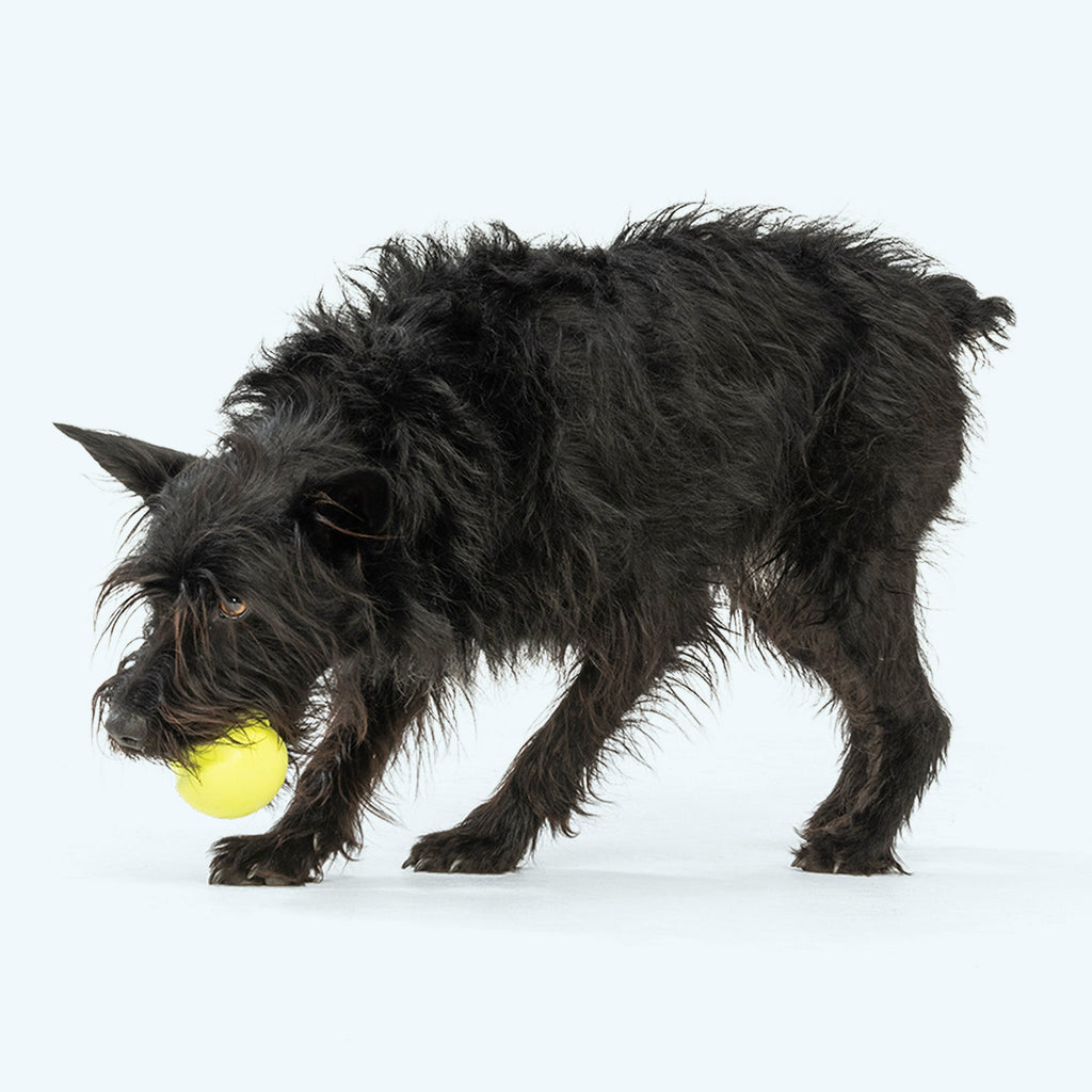 West Paw Jive Durable Dog Ball