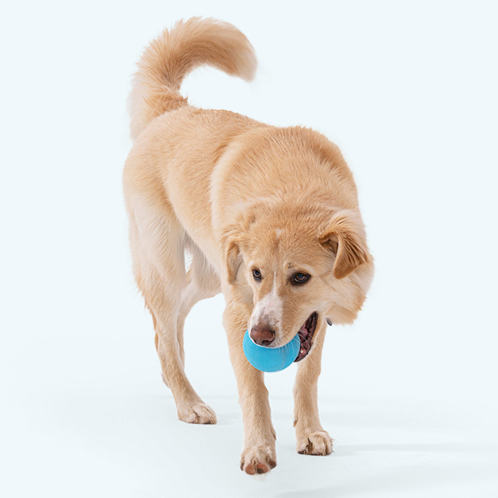 West Paw Jive Durable Dog Ball