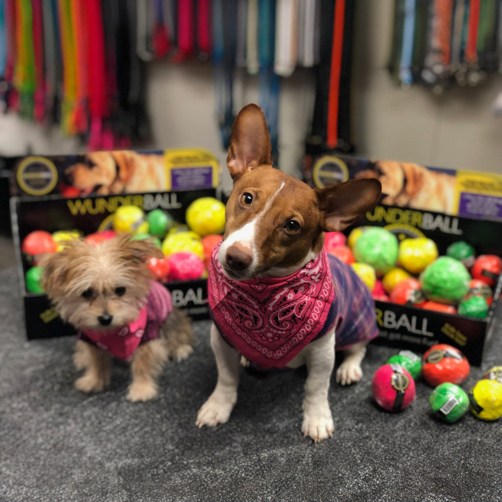 WUNDERball Fetch Toy for Dogs